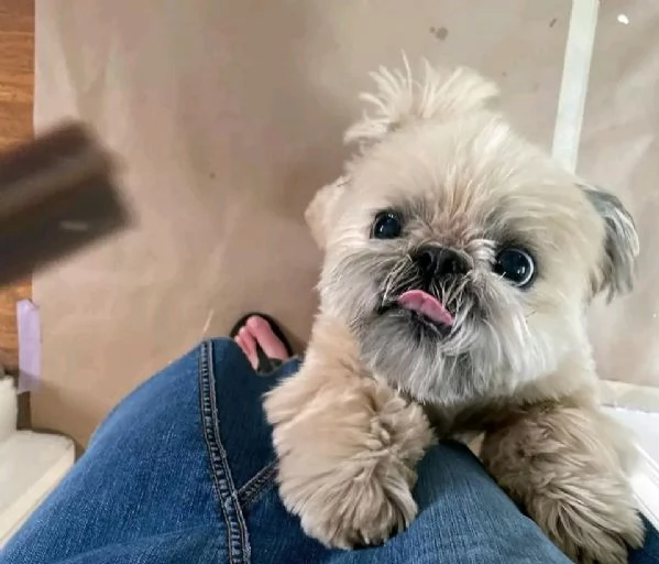 Cuccioli affettuosi di shih tzu in cerca di adozione