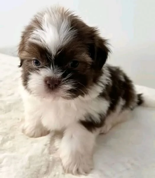 Cuccioli affettuosi di shih tzu in cerca di adozione