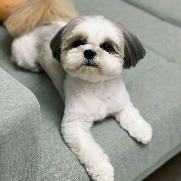 Cuccioli di shih tzu standard
