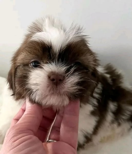 Cuccioli di shih tzu standard