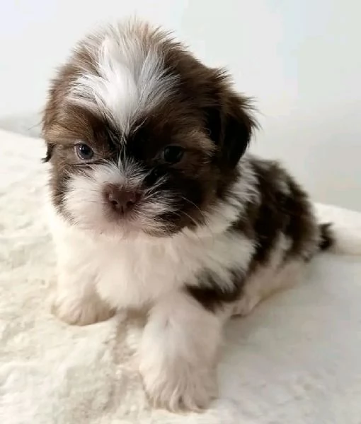 Cuccioli di shih tzu standard