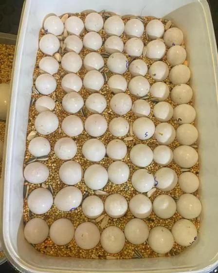 Fornitore di pappagalli e uova fertili | Foto 0