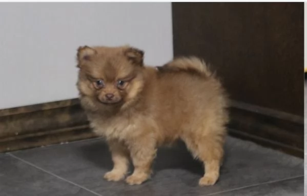 3 Cuccioli di Pomerania | Foto 2