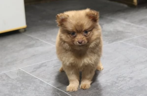 3 Cuccioli di Pomerania | Foto 0