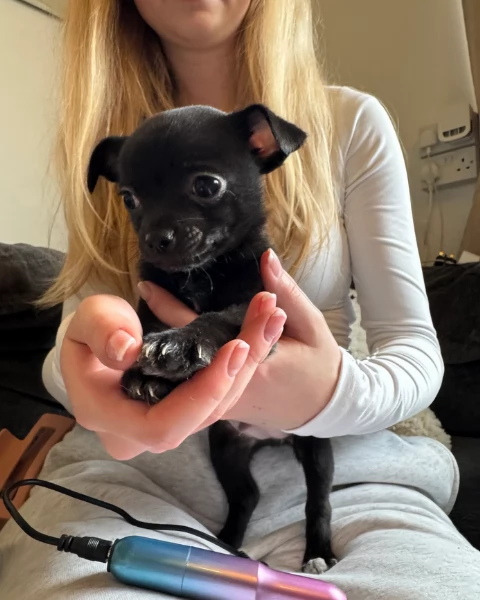 bellissimi cuccioli di chihuahua subito disponibili, | Foto 0