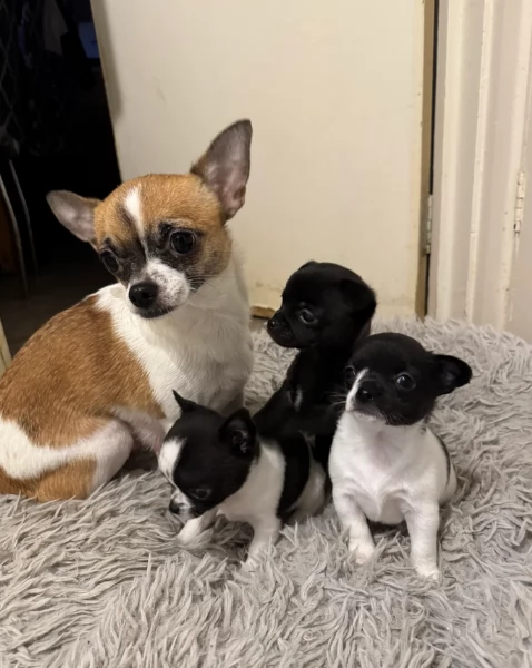 bellissimi cuccioli di chihuahua subito disponibili,