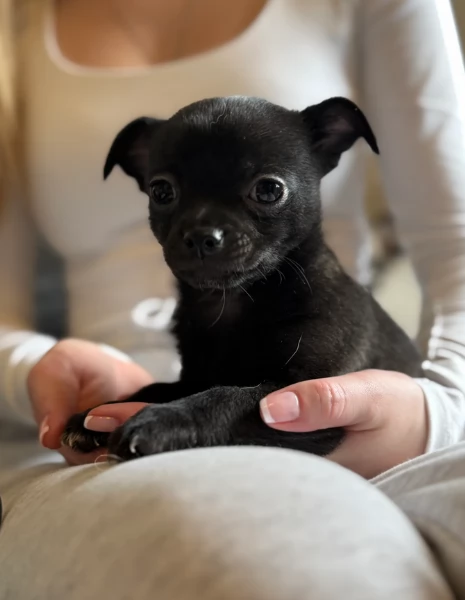 bellissimi cuccioli di chihuahua subito disponibili, | Foto 0