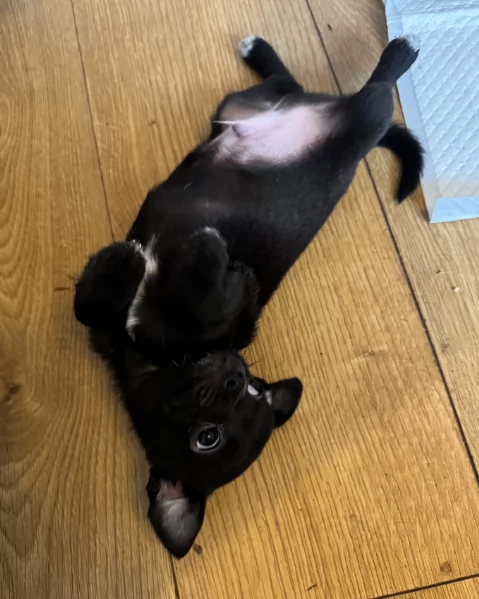 bellissimi cuccioli di chihuahua subito disponibili,