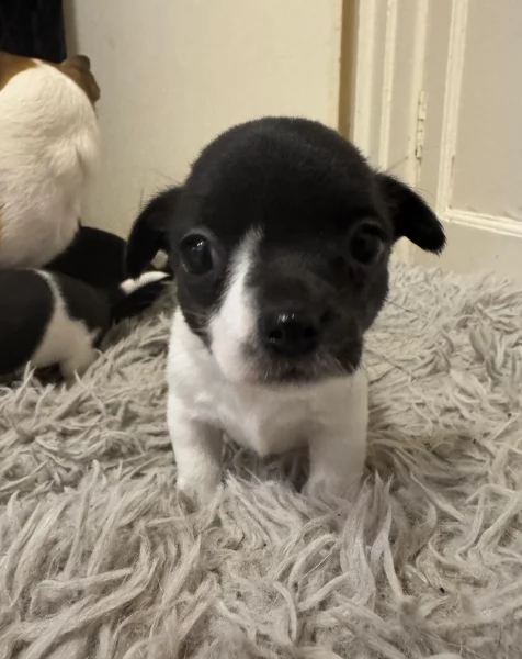 bellissimi cuccioli di chihuahua subito disponibili, | Foto 0