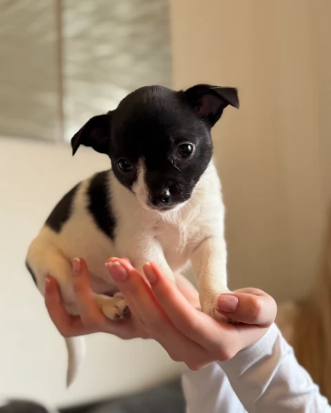 bellissimi cuccioli di chihuahua subito disponibili, | Foto 1