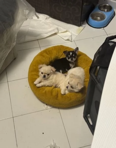 bellissimi cuccioli di chihuahua subito disponibili, | Foto 0