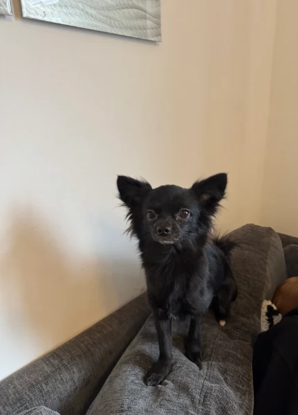 bellissimi cuccioli di chihuahua subito disponibili,