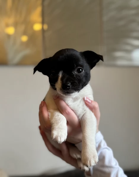 bellissimi cuccioli di chihuahua subito disponibili, | Foto 1