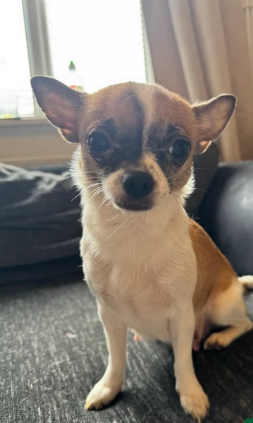 bellissimi cuccioli di chihuahua subito disponibili, | Foto 0