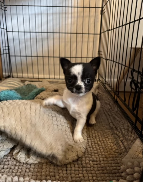 bellissimi cuccioli di chihuahua subito disponibili,