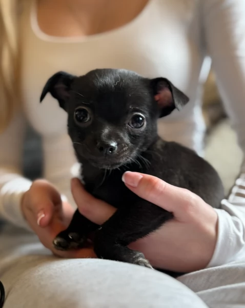 bellissimi cuccioli di chihuahua subito disponibili, | Foto 1