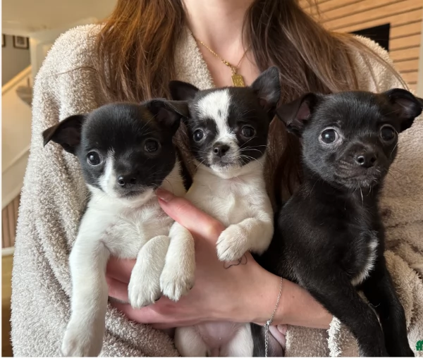 bellissimi cuccioli di chihuahua subito disponibili, | Foto 2