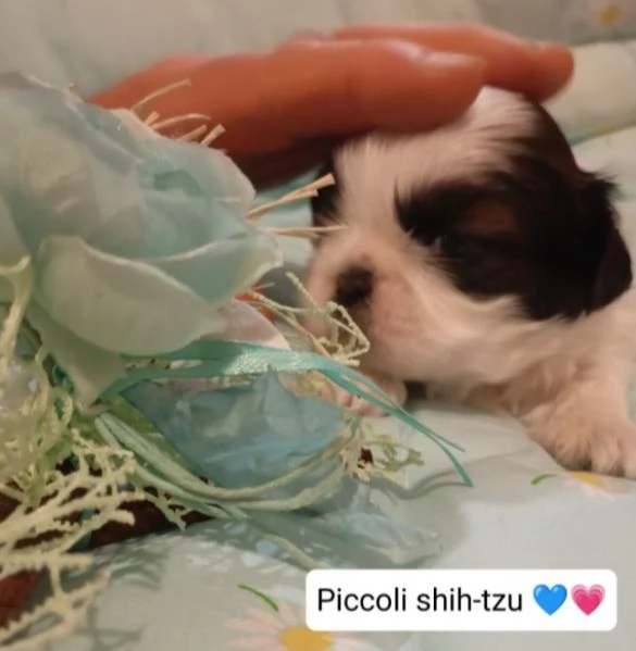 Cuccioli di Shihtzu  | Foto 4