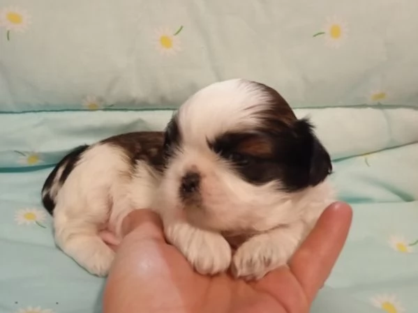 Cuccioli di Shihtzu  | Foto 3