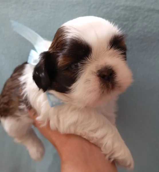 Cuccioli di Shihtzu  | Foto 2