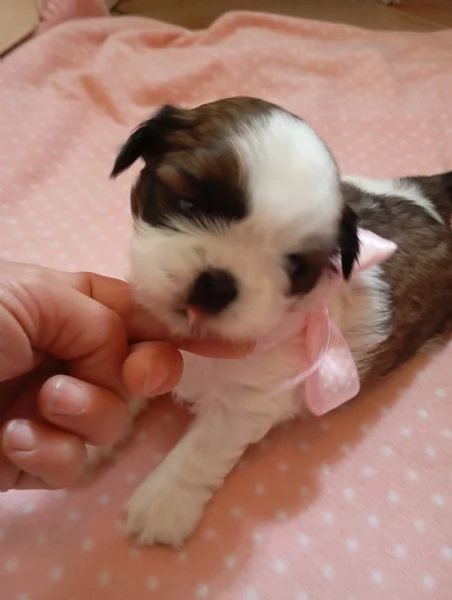 Cuccioli di Shihtzu 