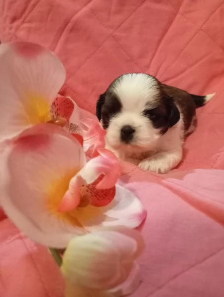 Cuccioli di Shihtzu  | Foto 1