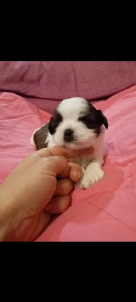 Cuccioli di Shihtzu  | Foto 0