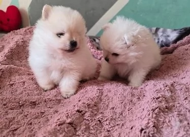 cuccioli di Pomerania intelligenti e dolci | Foto 0