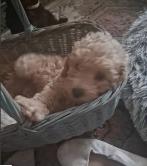 barboncini toy6 | Foto 1