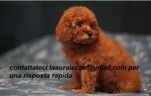 barboncini toy6 | Foto 4