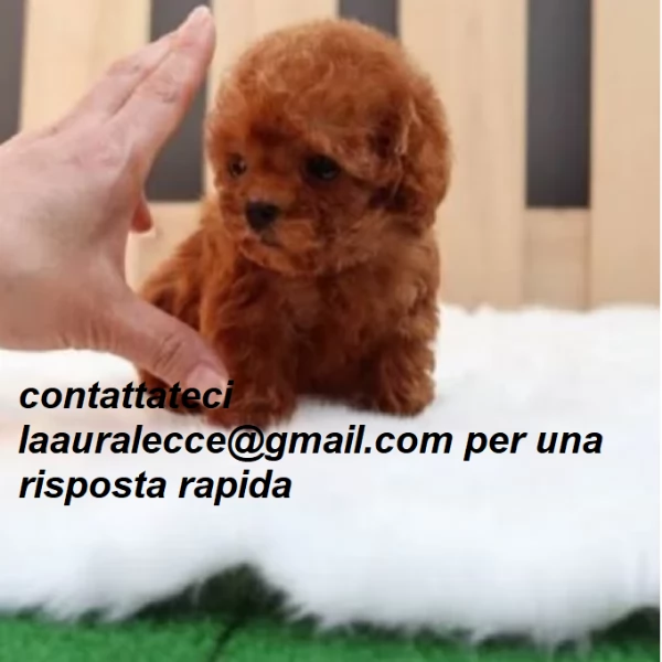 barboncini toy6 | Foto 1