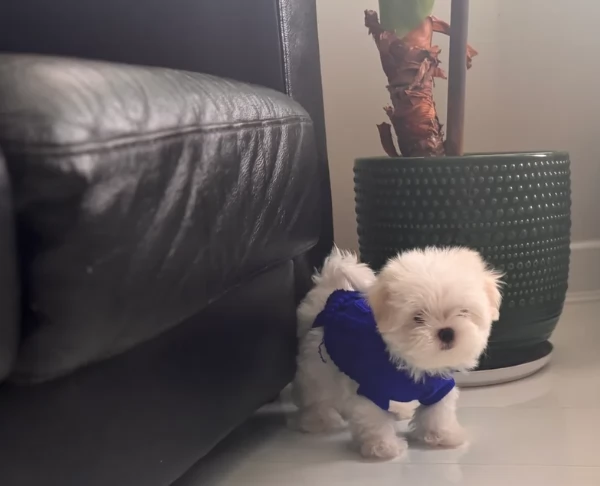 Maltese Toy cuccioli maschio e femmina | Foto 6