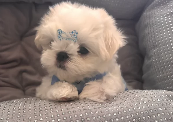 Maltese Toy cuccioli maschio e femmina | Foto 2