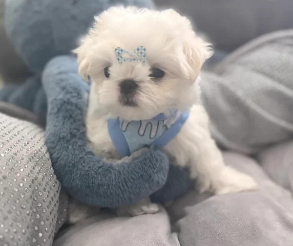 Maltese Toy cuccioli maschio e femmina