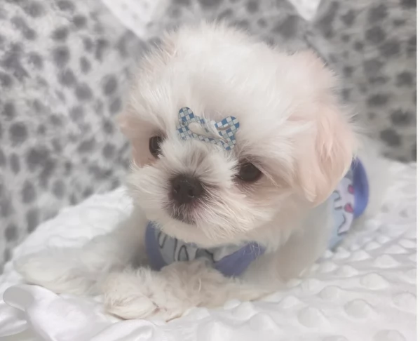 Maltese Toy cuccioli maschio e femmina | Foto 0