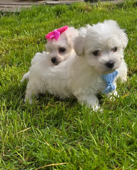 Maltese Toy cuccioli maschio e femmina | Foto 5