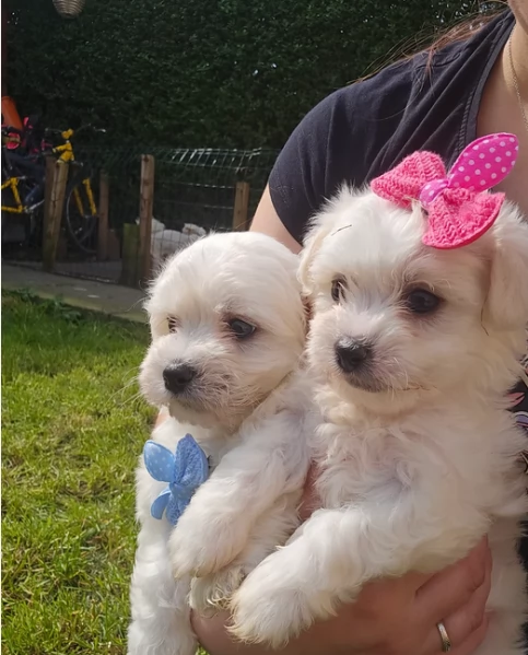 Maltese Toy cuccioli maschio e femmina