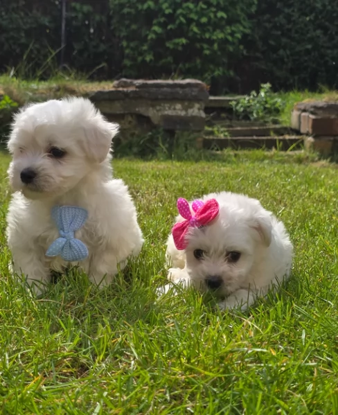 Maltese Toy cuccioli maschio e femmina | Foto 3