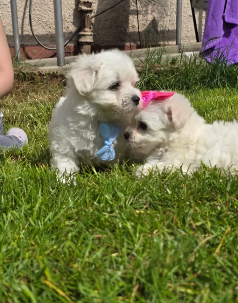 Maltese Toy cuccioli maschio e femmina | Foto 0