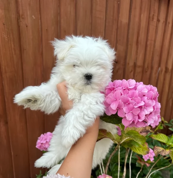 Maltese Toy cuccioli maschio e femmina | Foto 4