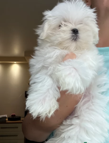 Maltese Toy cuccioli maschio e femmina | Foto 2
