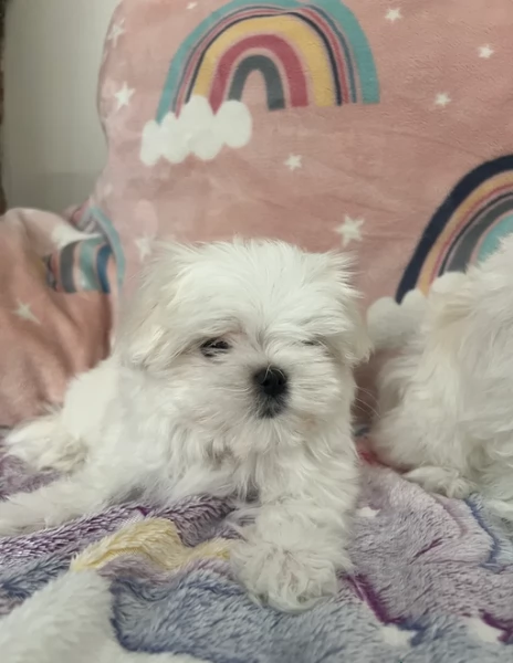 Maltese Toy cuccioli maschio e femmina | Foto 1