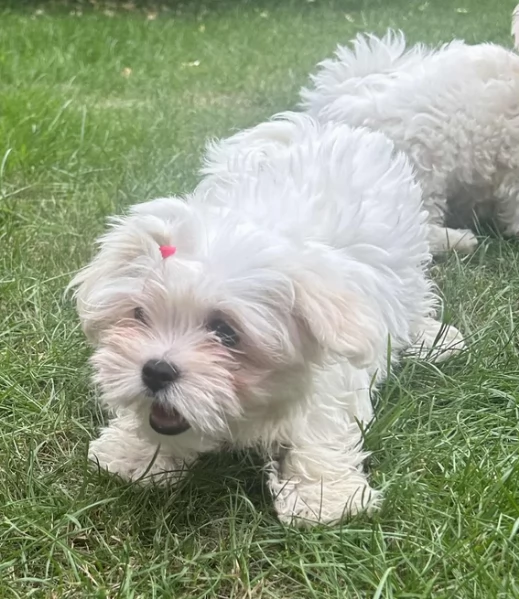 Maltese Toy cuccioli maschio e femmina | Foto 6