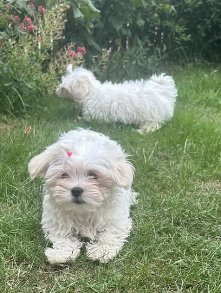 Maltese Toy cuccioli maschio e femmina | Foto 5