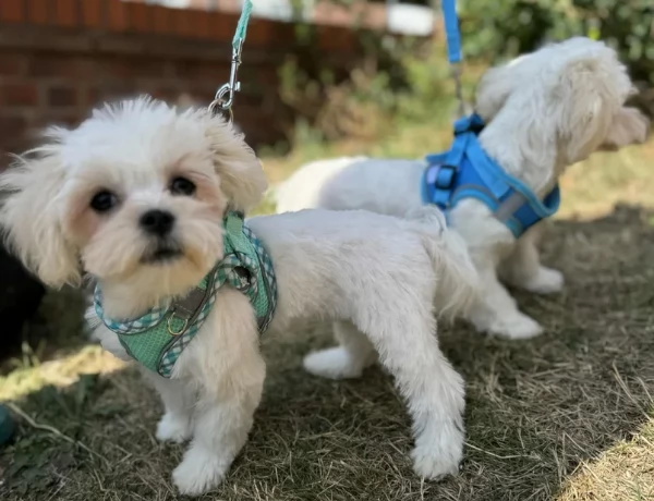 Maltese Toy cuccioli maschio e femmina | Foto 3