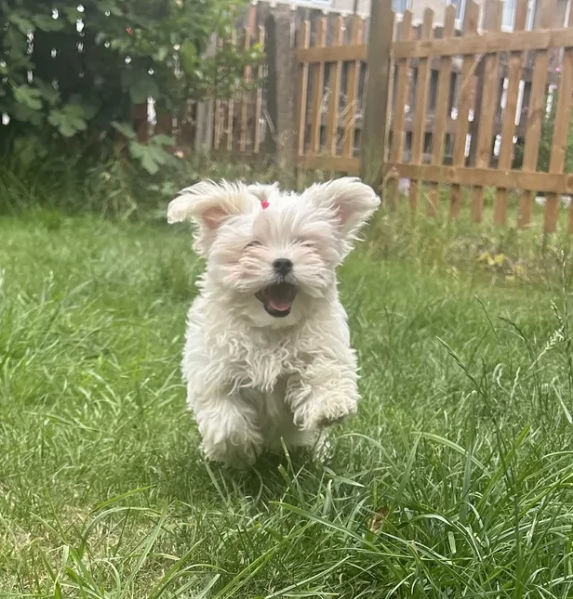 Maltese Toy cuccioli maschio e femmina | Foto 2