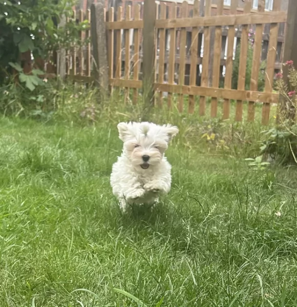 Maltese Toy cuccioli maschio e femmina | Foto 0