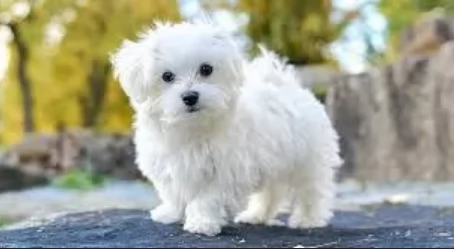 Maltese Toy cuccioli maschio e femmina | Foto 2