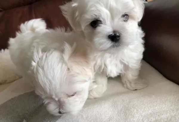 Maltese Toy cuccioli maschio e femmina | Foto 4