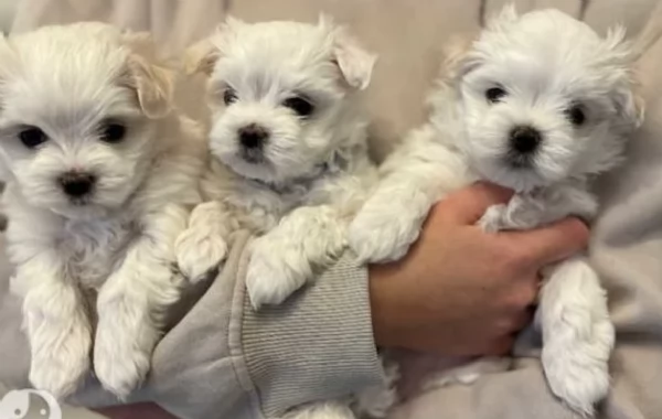 Maltese Toy cuccioli maschio e femmina | Foto 5
